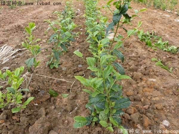 <a href='http://www.fscangbo.com/linmuzhongzi/2198.html' target='_blank'>茶樹種子</a>