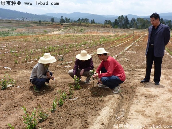 茶樹<a href='http://www.fscangbo.com/' target='_blank'>種子</a>