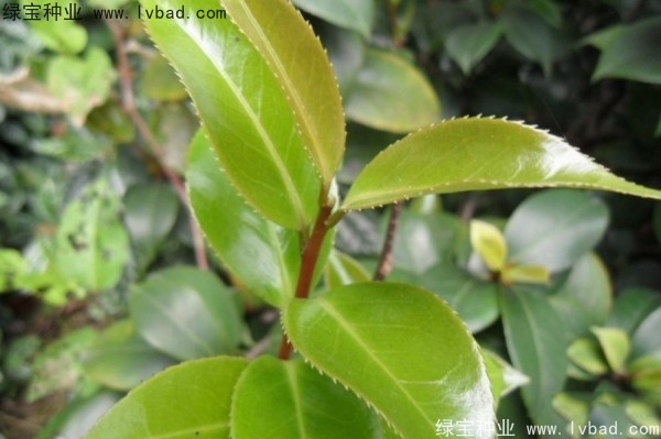 <a href='http://www.fscangbo.com/linmuzhongzi/2198.html' target='_blank'>茶樹種子</a>