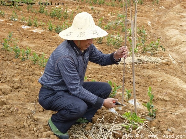 <a href='http://www.fscangbo.com/linmuzhongzi/2198.html' target='_blank'>茶樹種子</a>