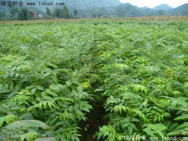 <a href='http://www.fscangbo.com/linmuzhongzi/2199.html' target='_blank'>黃柏種子</a>