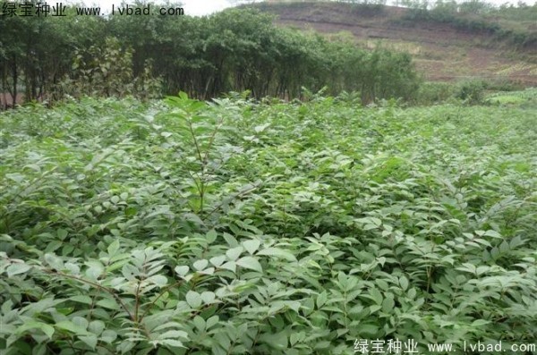 <a href='http://www.fscangbo.com/linmuzhongzi/2199.html' target='_blank'>黃柏</a><a href='http://www.fscangbo.com/' target='_blank'>種子</a>