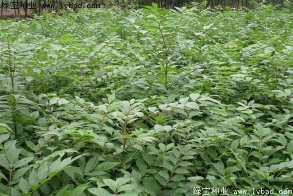 <a href='http://www.fscangbo.com/linmuzhongzi/2199.html' target='_blank'>黃柏</a><a href='http://www.fscangbo.com/' target='_blank'>種子</a>