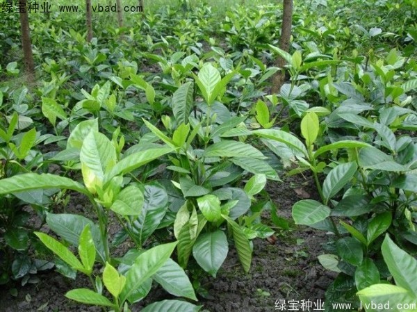 <a href='http://www.fscangbo.com/linmuzhongzi/2212.html' target='_blank'>梔子花</a><a href='http://www.fscangbo.com/' target='_blank'>種子</a> 梔子花<a href='http://www.fscangbo.com/' target='_blank'>種子</a>