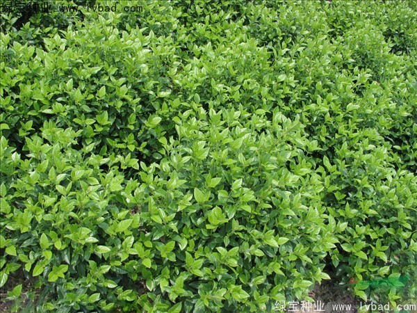 <a href='http://www.fscangbo.com/linmuzhongzi/2225.html' target='_blank'>莢蒾種子</a>