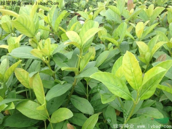 莢蒾<a href='http://www.fscangbo.com/' target='_blank'>種子</a>