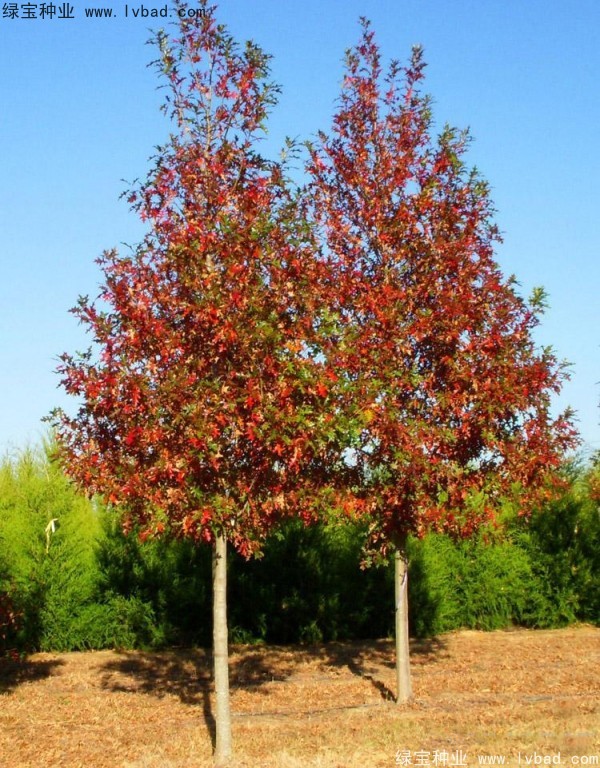 <a href='http://www.fscangbo.com/linmuzhongzi/2228.html' target='_blank'>櫟樹(shù)</a>