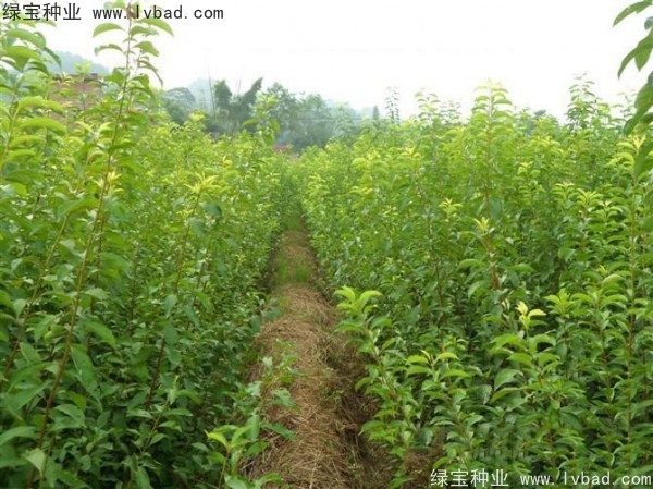 李子<a href='http://www.fscangbo.com/' target='_blank'>種子</a>