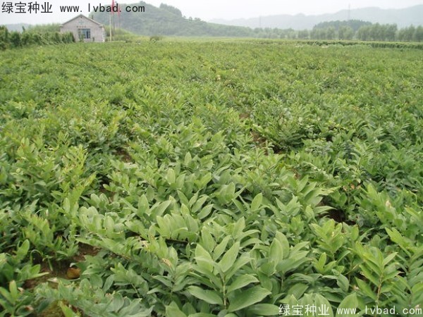 <a href='http://www.fscangbo.com/linmuzhongzi/2254.html' target='_blank'>玉竹</a><a href='http://www.fscangbo.com/' target='_blank'>種子</a> 玉竹<a href='http://www.fscangbo.com/' target='_blank'>種子</a>