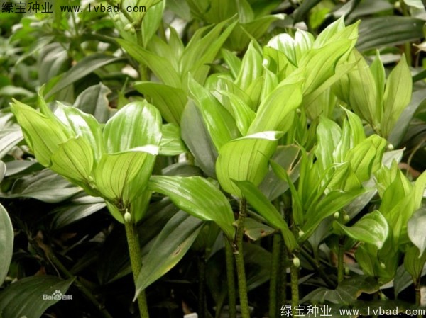 <a href='http://www.fscangbo.com/linmuzhongzi/2254.html' target='_blank'>玉竹種子</a> <a href='http://www.fscangbo.com/linmuzhongzi/2254.html' target='_blank'>玉竹種子</a>