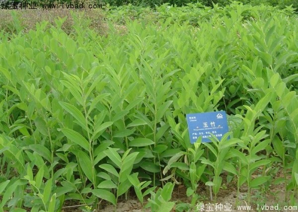 <a href='http://www.fscangbo.com/linmuzhongzi/2254.html' target='_blank'>玉竹種子</a> <a href='http://www.fscangbo.com/linmuzhongzi/2254.html' target='_blank'>玉竹種子</a>