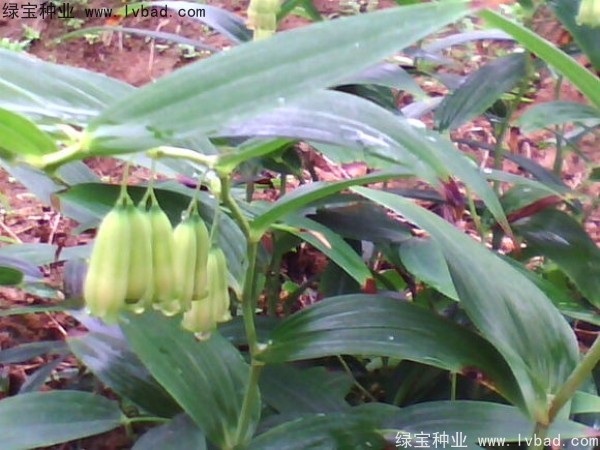 <a href='http://www.fscangbo.com/linmuzhongzi/2254.html' target='_blank'>玉竹種子</a> <a href='http://www.fscangbo.com/linmuzhongzi/2254.html' target='_blank'>玉竹種子</a>