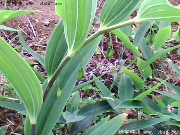 玉竹<a href='http://www.fscangbo.com/' target='_blank'>種子</a> 玉竹<a href='http://www.fscangbo.com/' target='_blank'>種子</a>