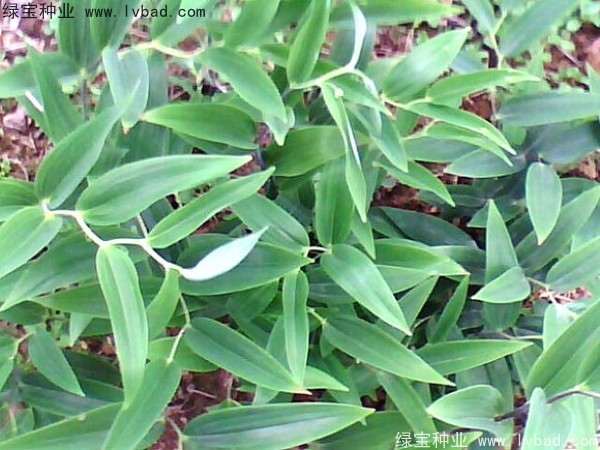 玉竹<a href='http://www.fscangbo.com/' target='_blank'>種子</a> 玉竹<a href='http://www.fscangbo.com/' target='_blank'>種子</a>
