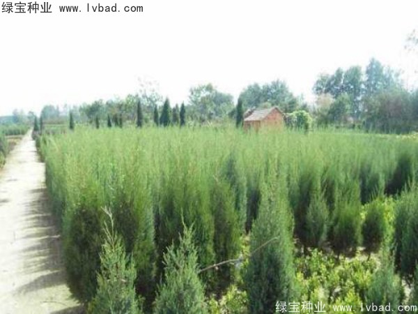 <a href='http://www.fscangbo.com/linmuzhongzi/2260.html' target='_blank'>柏木種子</a> 柏木<a href='http://www.fscangbo.com/' target='_blank'>種子</a>