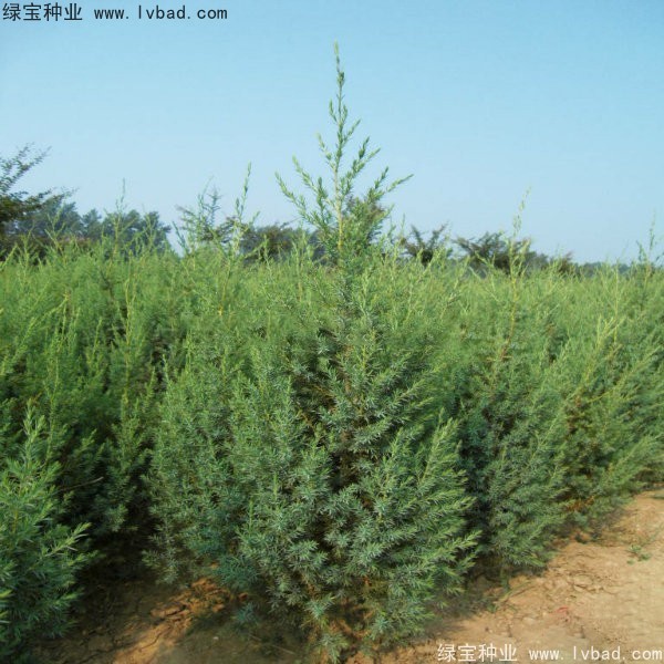 柏木<a href='http://www.fscangbo.com/' target='_blank'>種子</a> <a href='http://www.fscangbo.com/linmuzhongzi/2260.html' target='_blank'>柏木種子</a>