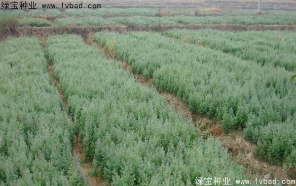 <a href='http://www.fscangbo.com/linmuzhongzi/2260.html' target='_blank'>柏木種子</a> <a href='http://www.fscangbo.com/linmuzhongzi/2260.html' target='_blank'>柏木種子</a>