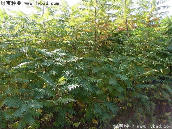 <a href='http://www.fscangbo.com/linmuzhongzi/2263.html' target='_blank'>火炬種子</a>