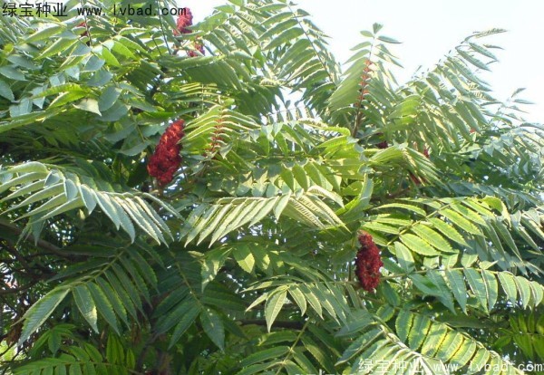 <a href='http://www.fscangbo.com/linmuzhongzi/2263.html' target='_blank'>火炬</a><a href='http://www.fscangbo.com/' target='_blank'>種子</a>