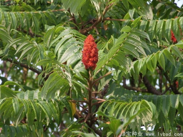 火炬<a href='http://www.fscangbo.com/' target='_blank'>種子</a>