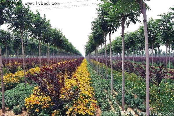 <a href='http://www.fscangbo.com/linmuzhongzi/2263.html' target='_blank'>火炬種子</a>