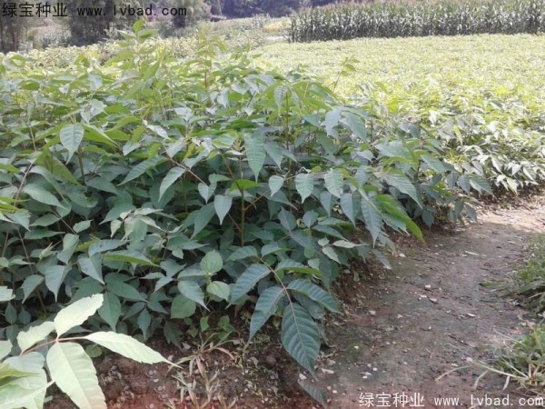 <a href='http://www.fscangbo.com/linmuzhongzi/2269.html' target='_blank'>漆樹種子</a>