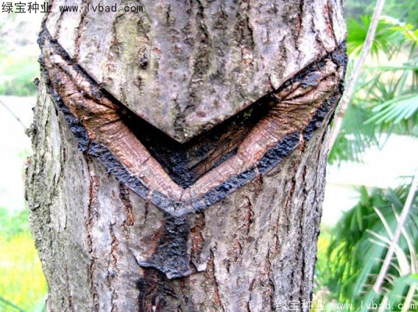 <a href='http://www.fscangbo.com/linmuzhongzi/2269.html' target='_blank'>漆樹種子</a>