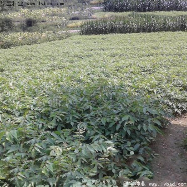 <a href='http://www.fscangbo.com/linmuzhongzi/2269.html' target='_blank'>漆樹種子</a>