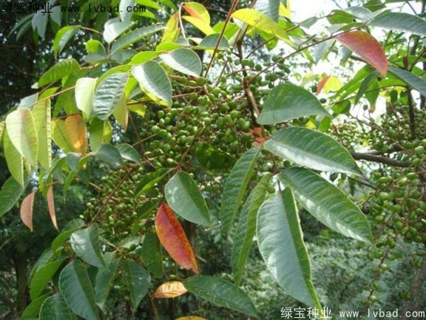 漆樹<a href='http://www.fscangbo.com/' target='_blank'>種子</a>