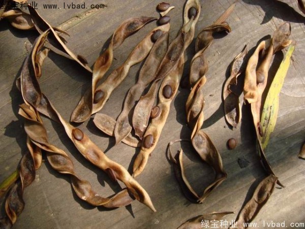 <a href='http://www.fscangbo.com/linmuzhongzi/2278.html' target='_blank'>相思樹(shù)種子</a> <a href='http://www.fscangbo.com/linmuzhongzi/2278.html' target='_blank'>相思樹(shù)種子</a>