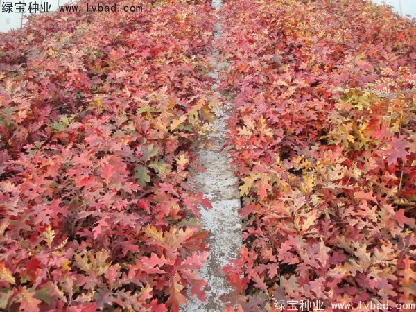 橡樹(shù)<a href='http://www.fscangbo.com/' target='_blank'>種子</a> <a href='http://www.fscangbo.com/linmuzhongzi/2280.html' target='_blank'>橡樹(shù)種子</a>