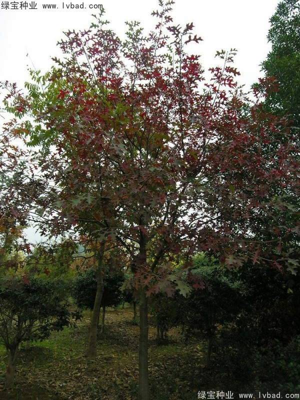 橡樹(shù)<a href='http://www.fscangbo.com/' target='_blank'>種子</a> 橡樹(shù)種子