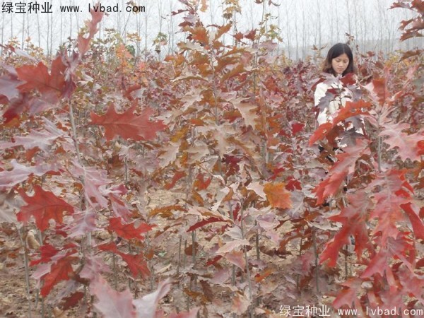 <a href='http://www.fscangbo.com/linmuzhongzi/2280.html' target='_blank'>橡樹(shù)種子</a> 橡樹(shù)<a href='http://www.fscangbo.com/' target='_blank'>種子</a>