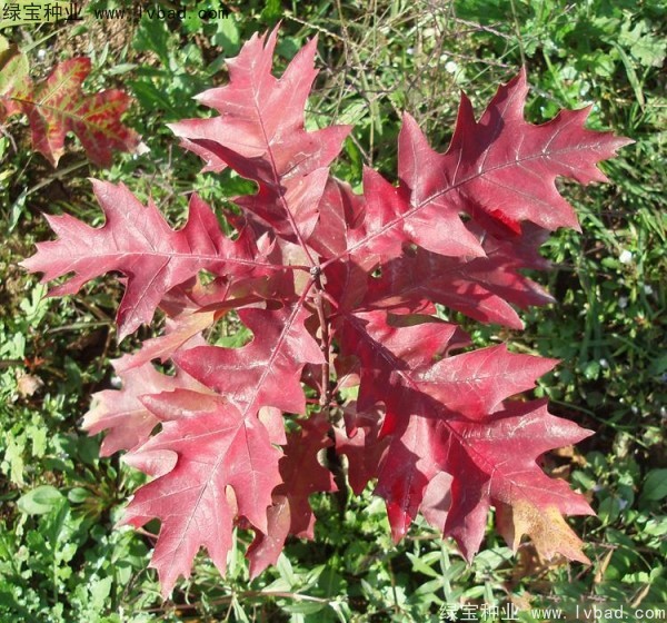 橡樹(shù)種子 橡樹(shù)種子