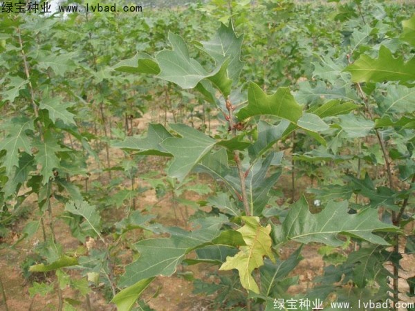 <a href='http://www.fscangbo.com/linmuzhongzi/2280.html' target='_blank'>橡樹(shù)種子</a> <a href='http://www.fscangbo.com/linmuzhongzi/2280.html' target='_blank'>橡樹(shù)</a><a href='http://www.fscangbo.com/' target='_blank'>種子</a>