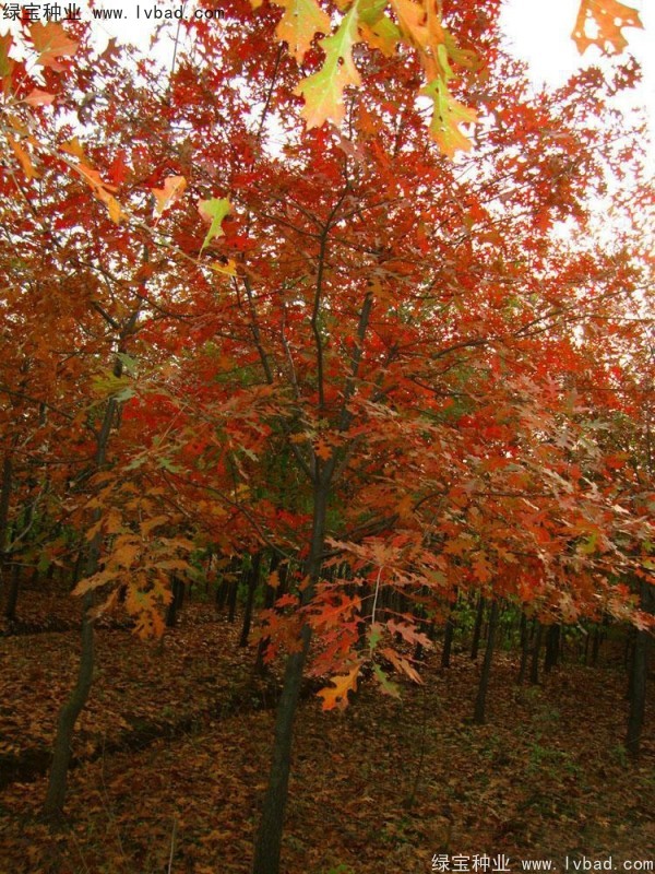 <a href='http://www.fscangbo.com/linmuzhongzi/2280.html' target='_blank'>橡樹(shù)種子</a> <a href='http://www.fscangbo.com/linmuzhongzi/2280.html' target='_blank'>橡樹(shù)</a><a href='http://www.fscangbo.com/' target='_blank'>種子</a>