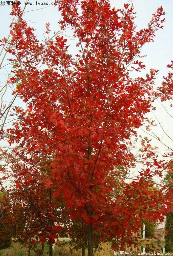 1527927325888013.jpg 1527927325888013.jpg