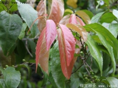 大風(fēng)子種子