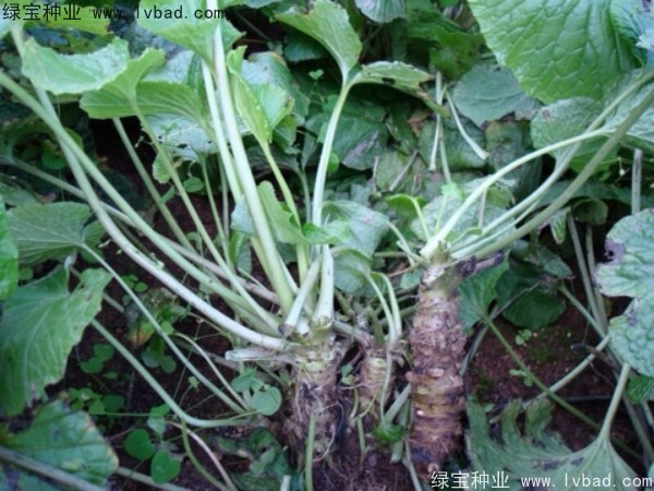 <a href='http://www.fscangbo.com/yaocaizhongzi/2293.html' target='_blank'>芥末種子</a> <a href='http://www.fscangbo.com/yaocaizhongzi/2293.html' target='_blank'>芥末種子</a>