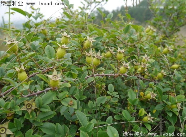 <a href='http://www.fscangbo.com/yaocaizhongzi/2294.html' target='_blank'>金櫻子種子</a>