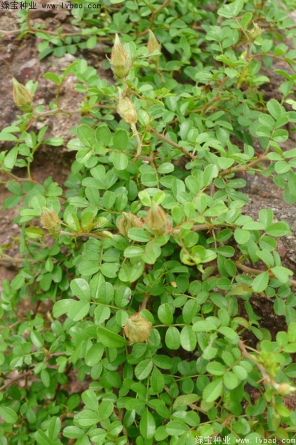 <a href='http://www.fscangbo.com/yaocaizhongzi/2294.html' target='_blank'>金櫻子</a><a href='http://www.fscangbo.com/' target='_blank'>種子</a>