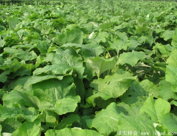 牛蒡種子 牛蒡種子