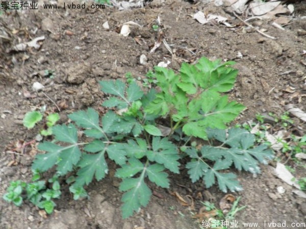 <a href='http://www.fscangbo.com/yaocaizhongzi/2300.html' target='_blank'>前胡種子</a>