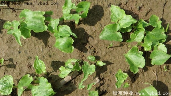 <a href='http://www.fscangbo.com/yaocaizhongzi/2303.html' target='_blank'>天南星種子</a> <a href='http://www.fscangbo.com/yaocaizhongzi/2303.html' target='_blank'>天南星種子</a>