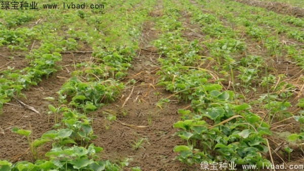 <a href='http://www.fscangbo.com/yaocaizhongzi/2303.html' target='_blank'>天南星種子</a> 天南星<a href='http://www.fscangbo.com/' target='_blank'>種子</a>