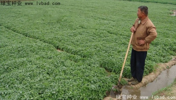 <a href='http://www.fscangbo.com/yaocaizhongzi/2303.html' target='_blank'>天南星種子</a> 天南星<a href='http://www.fscangbo.com/' target='_blank'>種子</a>