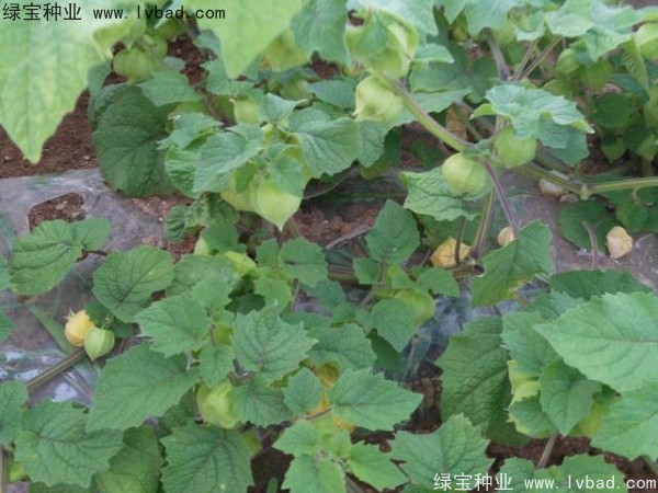 <a href='http://www.fscangbo.com/yaocaizhongzi/2306.html' target='_blank'>錦燈籠種子</a>