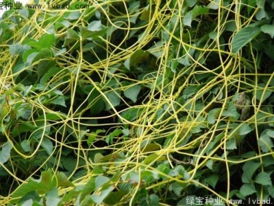 無(wú)根草種子