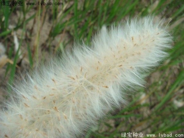 <a href='http://www.fscangbo.com/yaocaizhongzi/2310.html' target='_blank'>白茅種子</a>