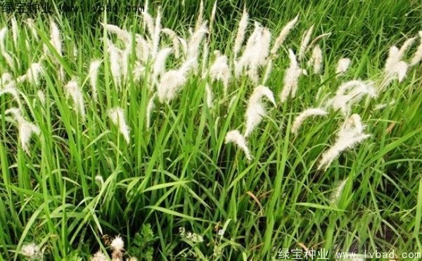 <a href='http://www.fscangbo.com/yaocaizhongzi/2310.html' target='_blank'>白茅種子</a>